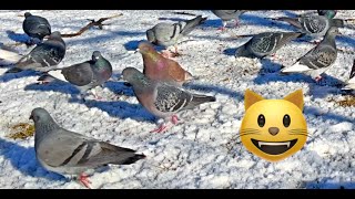 Relaxing Bird Video for Lonely Pets to Watch by We Family 3,144 views 2 years ago 1 hour, 18 minutes