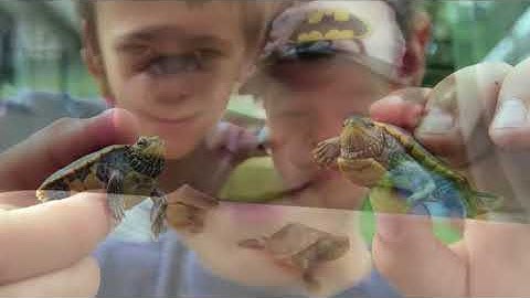 Ray Gill of LIghthouse Cove has some advice for saving turtles