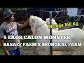 INTIP PERAWATAN KAMBING MONSTER BASAEF FARM X BRONGKAL FARM