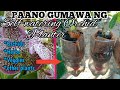 SELF-WATERING ORCHIDS PLANTER/DIY,HOW TO MAKE, EASIEST WAY (ZERO COST)