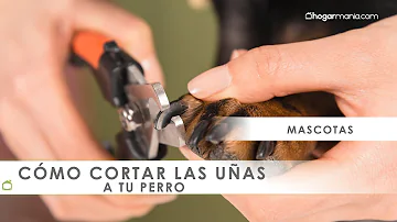 ¿Puedo quitarle las uñas a mi perro?