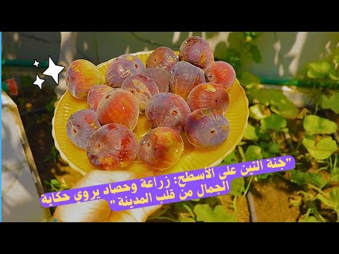 لحظة الحصاد تين من سطح بيتي بطعم لا ي نسى زراعة سهلة ومحصول مذهل