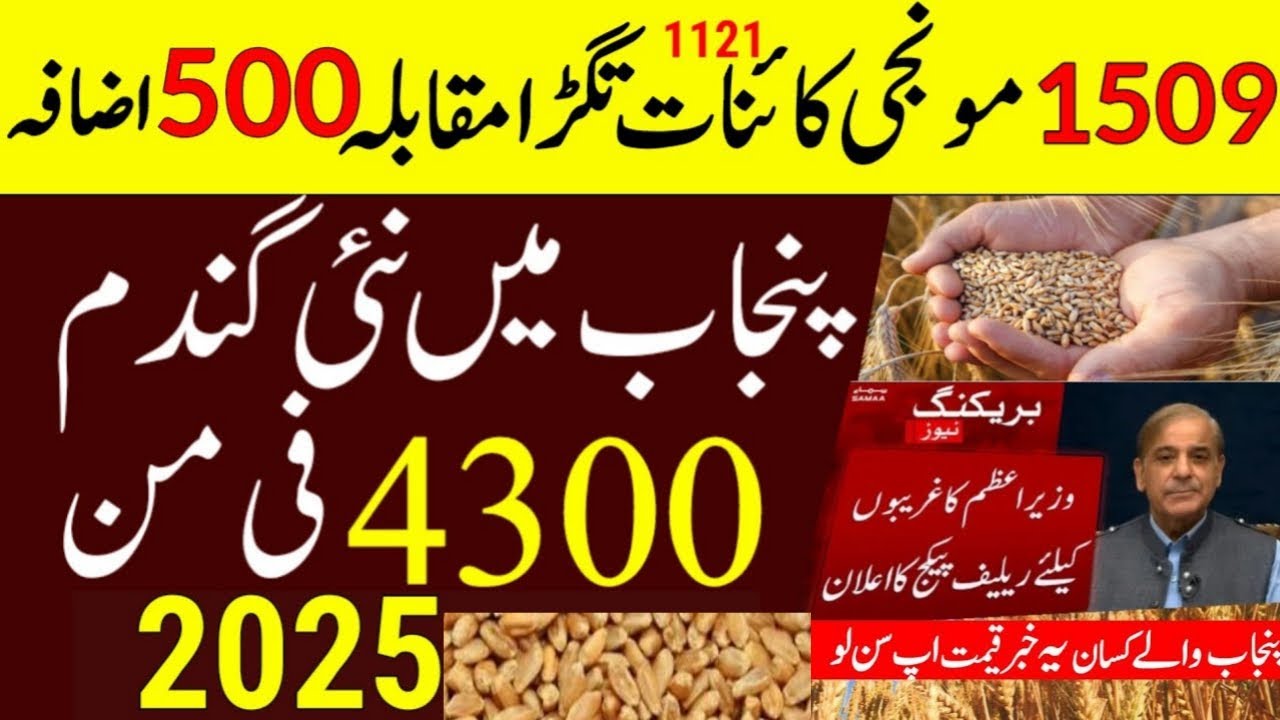 Today wheat price in Punjab | گندم کا ریٹ 2024 | Galla mandi rate today ...