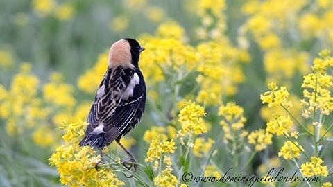 Bobolink   vidéo HD 1080p