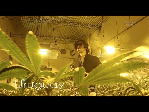 TRAILER MUNDO CANNABICO AMERICA