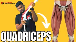 Quadriceps muscle  Anatomy and Function Muscle Knowledge Series