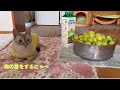 猫達と一緒に庭の梅で梅酒と梅シロップ作りMaking plum liqueur today with my furry little helpers