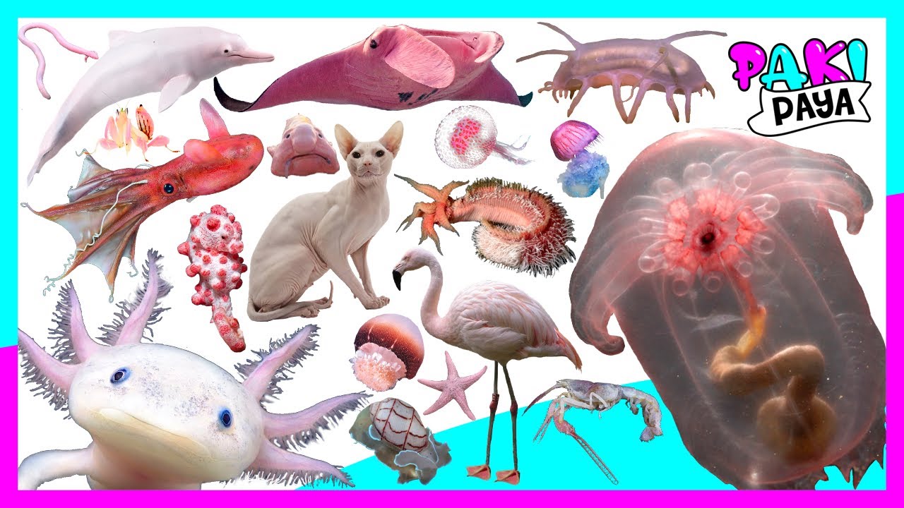 ¡ANIMALES ROSADOS QUE QUIZÁS NO CONOCES! 😲😵 Most Beautiful Pink Animals ...