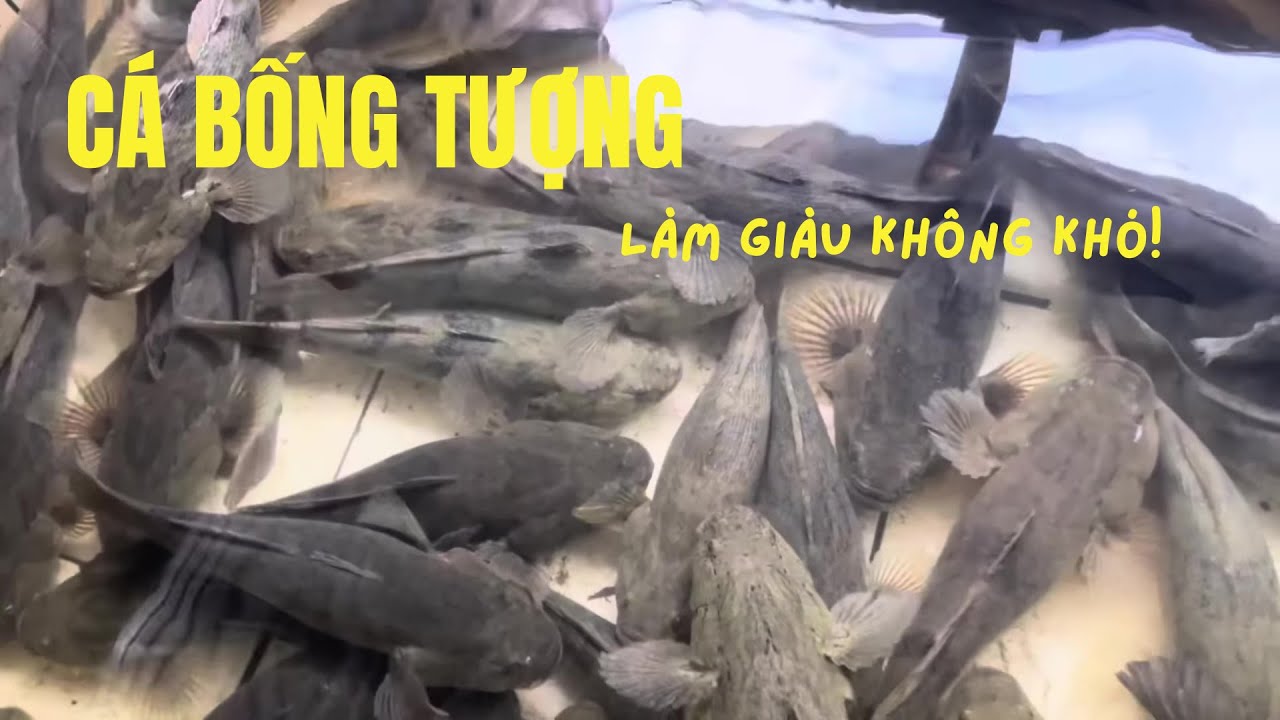 Làm Giàu Nhờ Nuôi Cá Bống Tượng Trong Bể Xi Măng | Bí Quyết Kiếm Tiền Tỷ