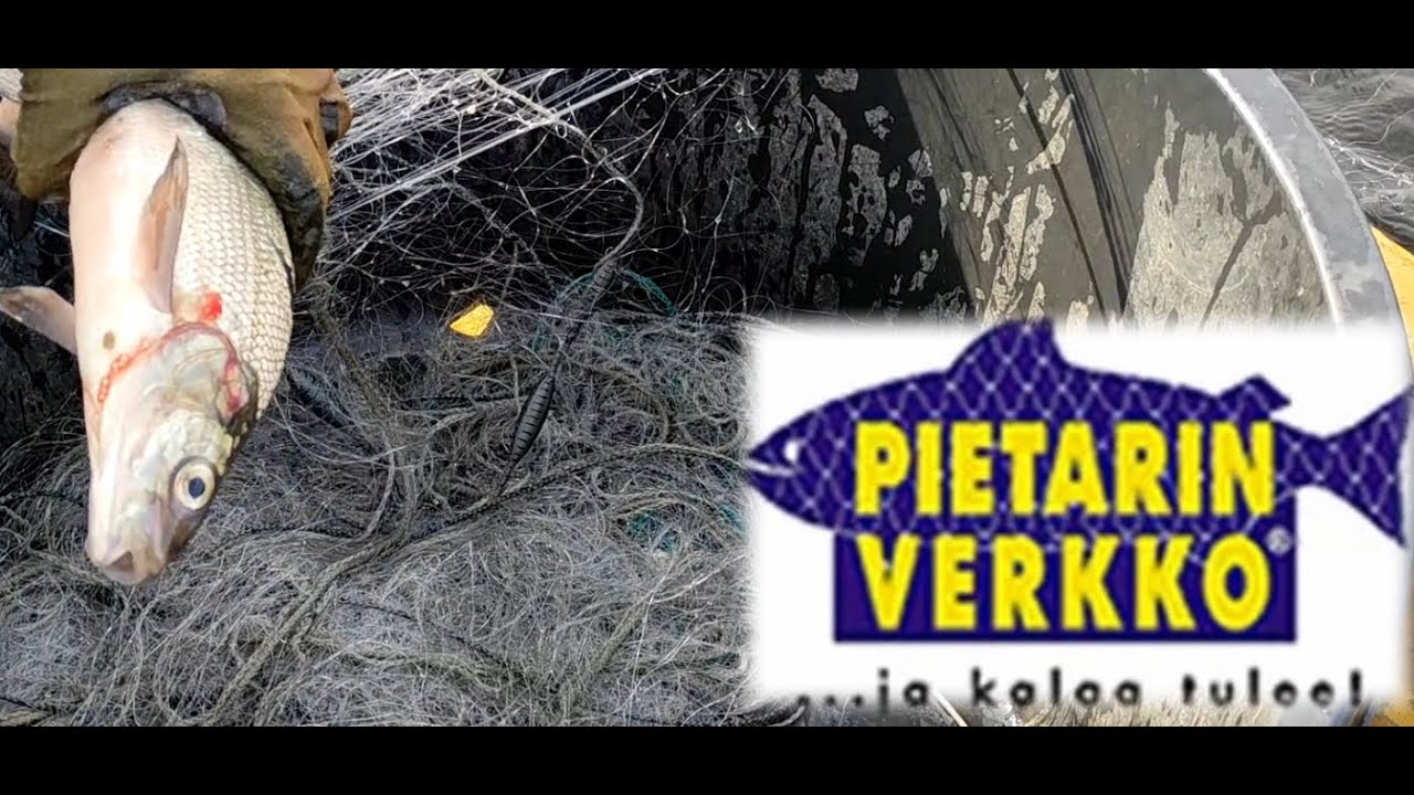 Verkkokalastusta 29.7.2024. Siian porsaita liikkeellä🐟