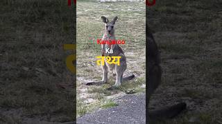 कांगारू का तथ्य #hindifacts#facts #shortvideo #factglimp7#science #kangaroo
