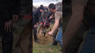 Bodyguard dog training. Malinois attack. #GUARDODESSA Odessa.  GUARD