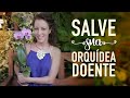 DICAS de OURO pra salvar suas ORQUÍDEAS