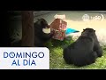 La Navidad llegó al zoológico de Huachipa | Domingo al Día