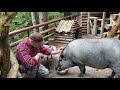 We Celebrated Yasha The Boar S Birthday In The Forest Friendship With A Wild Boar We Celebrated Yasha The Boar S Birthday In The Forest Friendship With A Wild Boar