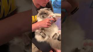 Ragdoll Cat Ash gets his claws trimmed by my sister. Do you trim your cat’s claws? #ragdoll