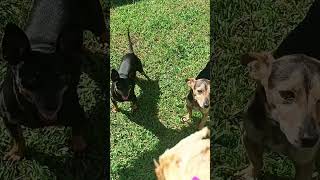 I LOVE YOU TUMATE 🍅 #pets #shelby #billy