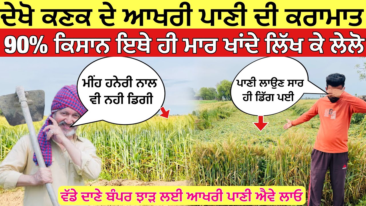 ਵੱਡੇ ਦਾਣੇ ਬੰਪਰ ਝਾੜ ਲਈ ਕਣਕ ਨੂੰ ਆਖਰੀ ਪਾਣੀ ਐਵੇ ਲਾਓ ਕਣਕ ਕਦੇ ਡਿੱਗੇਗੀ ਨਹੀ | last irrigation in wheat 