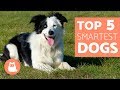 The Most Intelligent Dog Breeds in the World - Everything you need to know