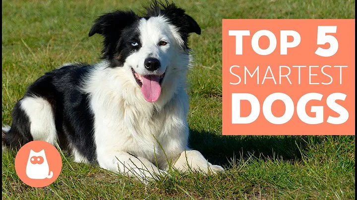 The Most Intelligent Dog Breeds in the World - Everything you need to know - DayDayNews