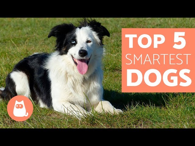 Top 10 Smartest Dog Breeds - Most Intelligent Dogs