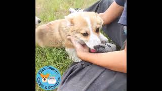 ❤️Corgi Puppy Love | Organic Pembrokes with Tails by Alien Country Corgis &amp; Siberian Cats