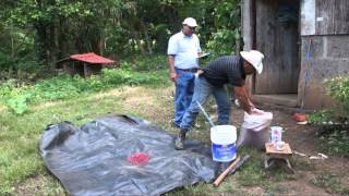 Aplicación de inoculante a semilla del frijol