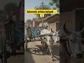 🤯 ये बैलगाड़ी अपने आप ही चल रही हैं। क्या ऐसा हो सकता है? #bailgadi #viral #explore