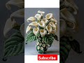 flower making//flower 🌺 Diy//#craft #diy #shorts #viralvideo