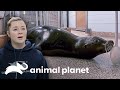 Realizarán estudios de rutina para un lobo marino | El Acuario | Animal Planet