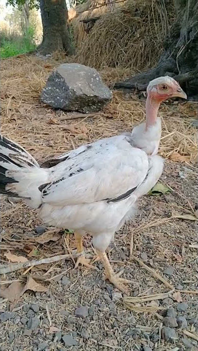 Murgi Hen desi white chicken //