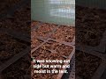 Built this tent for $40 off temu.