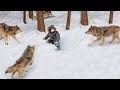 Eine Herde hungriger Wölfe umgab den Jungen, aber was einer von ihnen tat, überraschte alle!