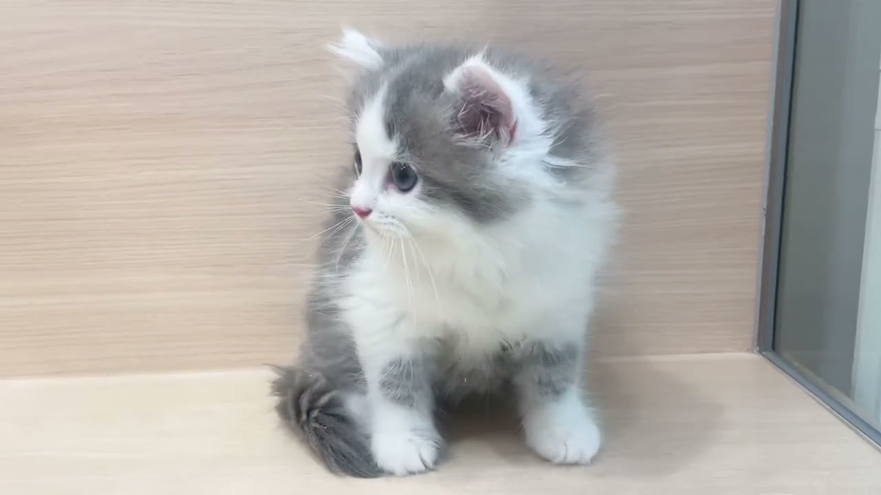 サイベリアン | 子猫情報 | 【パピードリーム】子犬・子猫を販売する