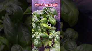 Growing basil plants #cannabiscommunity #plants #growyourown