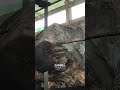 Inside a High Stakes Wood Cut #wood #sawblade #monkeypod