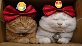 FUNNY CATS VIDEO 2024 😂 Funniest CAT 26 😺