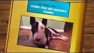Smart Bull Terrier Mila shows tricks and obedience exercises