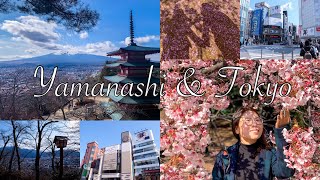 Winter at Mt. Fuji & Cherry Blossom at Tokyo all at the same time!