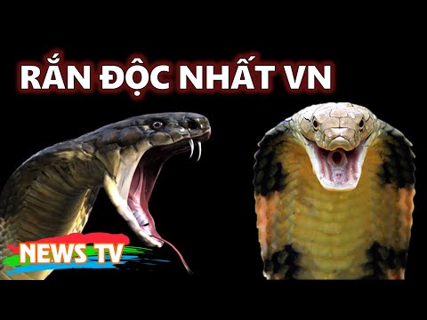 Video Những loài rắn độc nhất ở Việt Nam - youtube