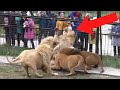 12 Minutes of Unbelievable Animal Moments Caught On Video