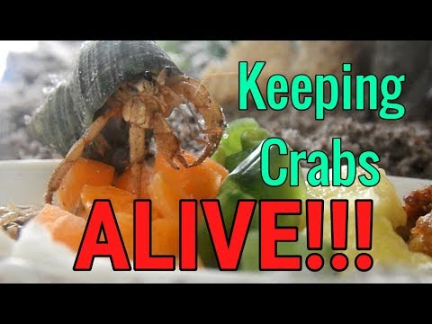 Video: Ge Hermit Crabs ett fullt, långt liv