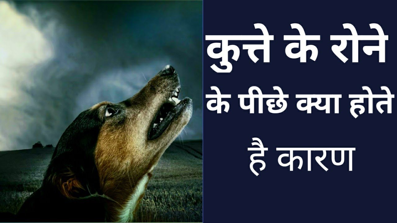 कुत्ते रात मे क्यू रोते हैं Why do Dogs cry During the night Why