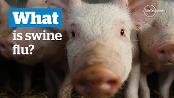 What is swine 