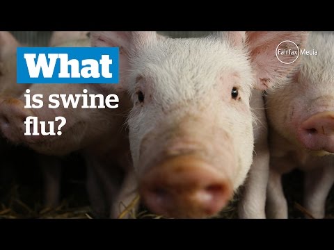 Video: Swine Flu - Symptoms, Treatment, Vaccination, Signs