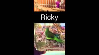 Ricky my quaker parrot talking
