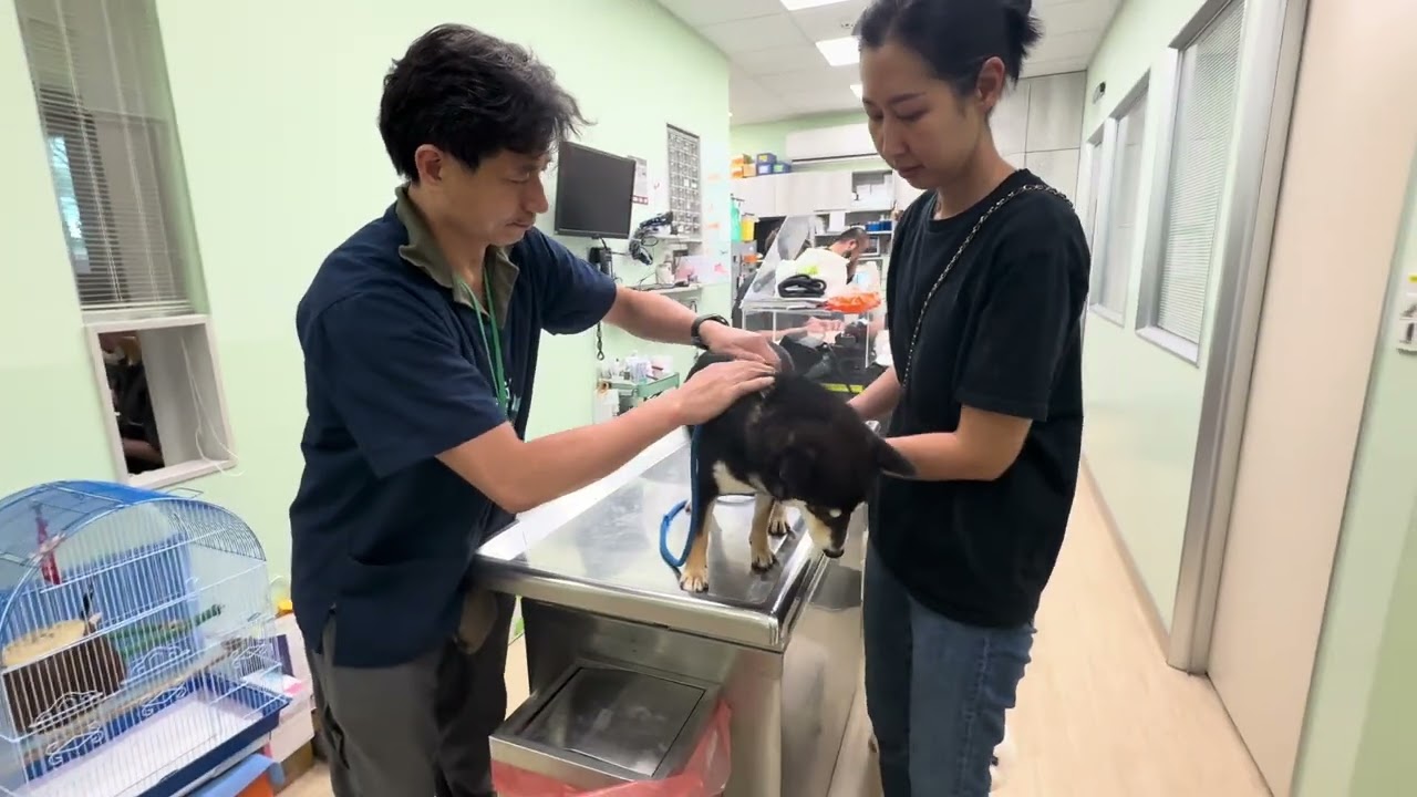 Mary’s Doggies - Timmy Vet Checkup