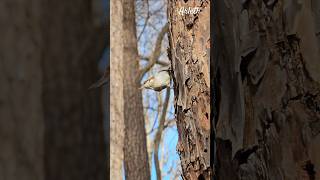 Cute Brown-Headed Nuthatch, Lindo Pájarito.