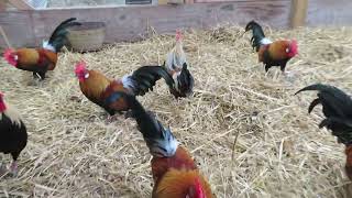Dutch Bantams