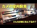 【カメの室内飼育】我が家の水槽編。